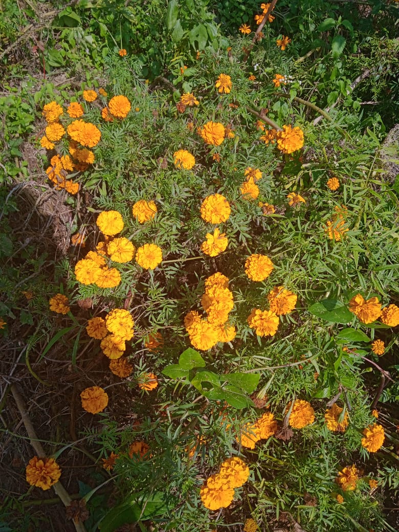 Un buisson d'oeillet d'Inde orange.