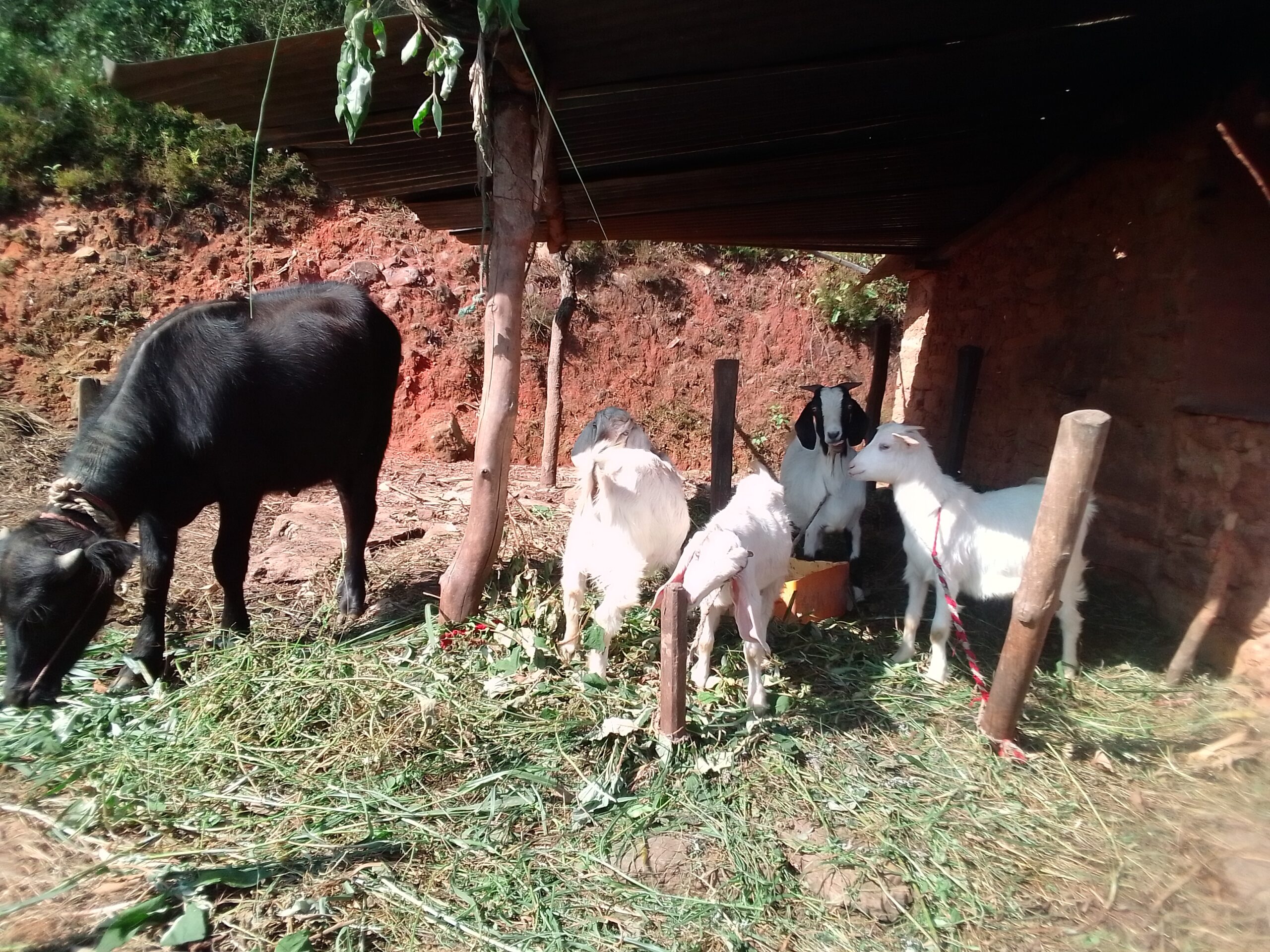 A black cow and four white goats are eating grass. They are standing under an awning made out of sheet metal, which belongs to a stable.